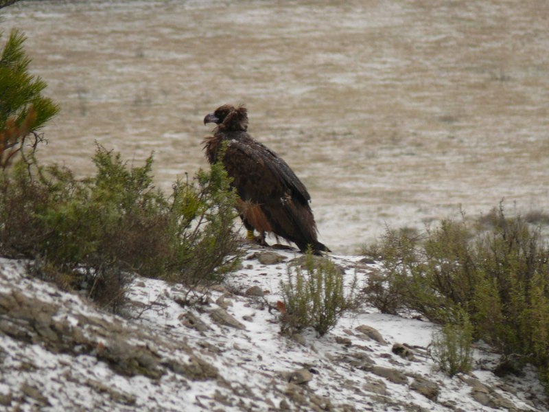 Foto de Carreu: Fundación para la Conservación del Quebrantahuesos.