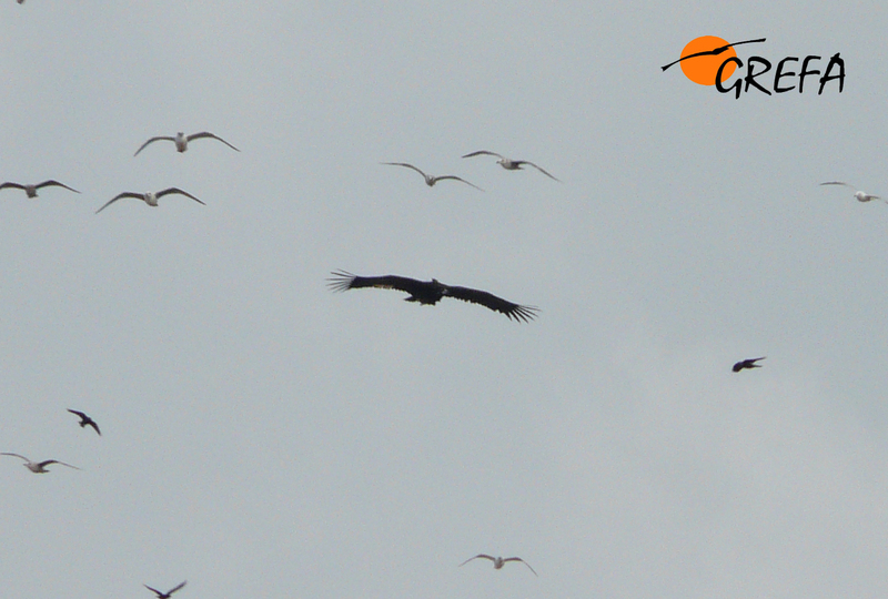 “Obaga” perseguida por gaviotas y grajillas.