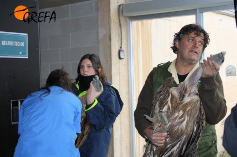 Preparando los buitres leonados para su traslado a Bulgaria