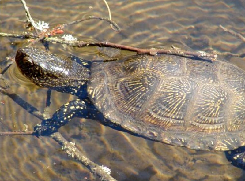 Galapago europeo (emys orbicularis). Foto: César Ayres