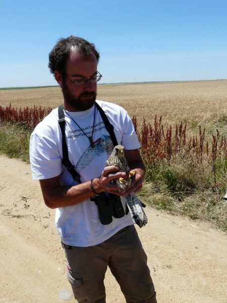 Alfonso Paz con un pollo de cernícalo vulgar