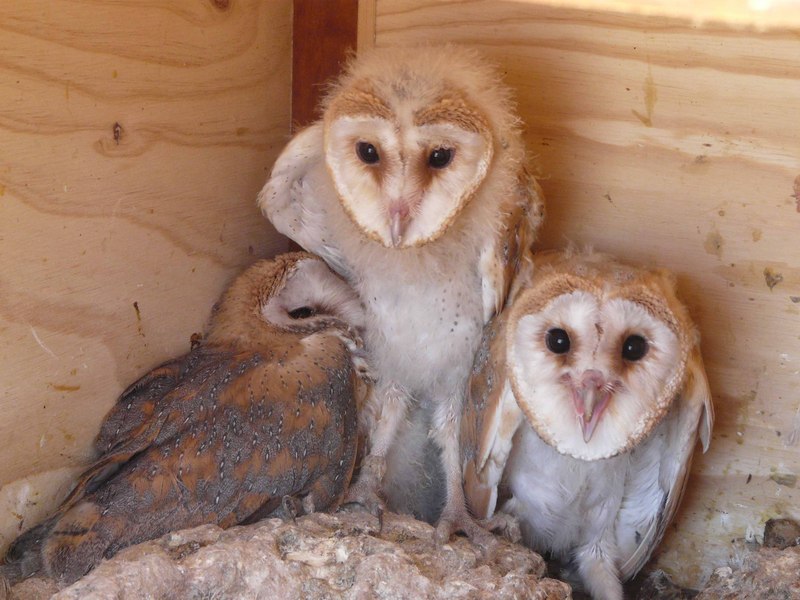 Pollos de lechuza común en una de las cajas nido del proyecto