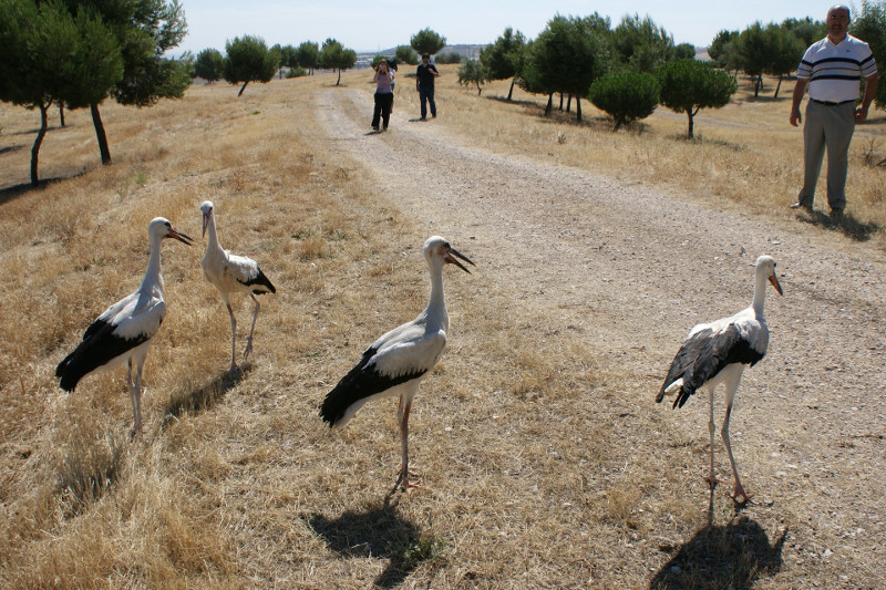 Liberación de cugüeñas en Fuenlabrada