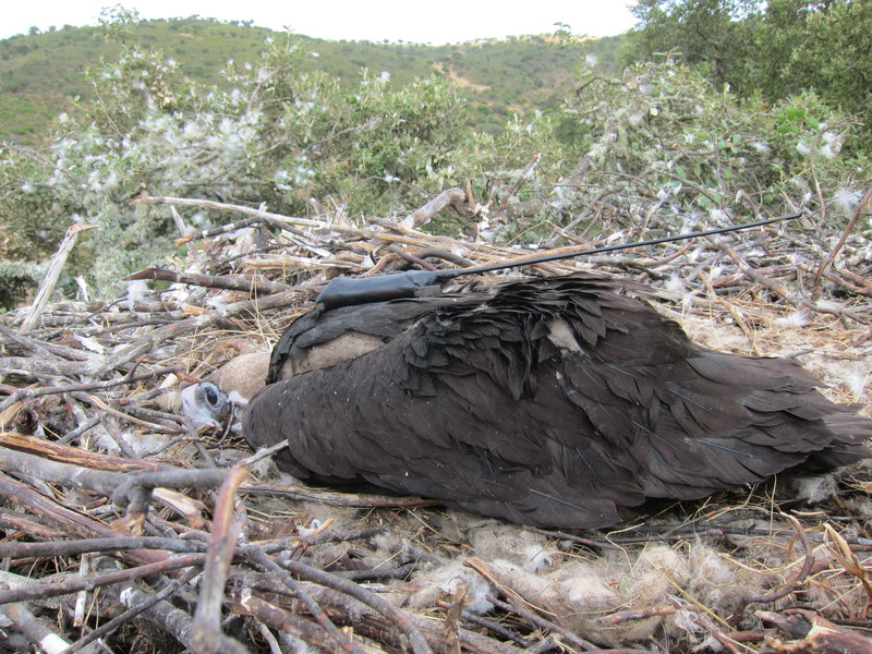 El menor de los pollos con su transmisor terrestre 