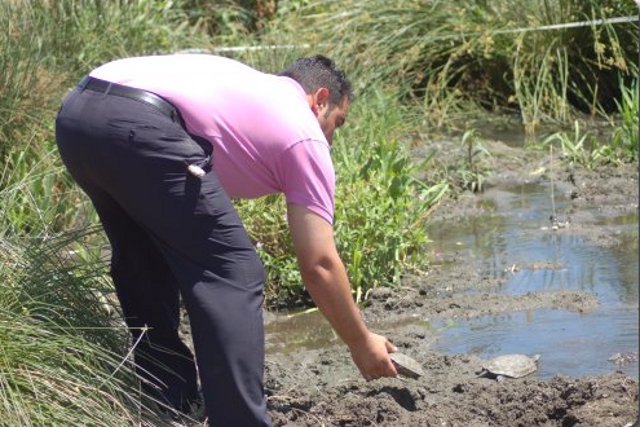 Con el aporte de las aguas procedentes de la depuradora se ha creado una zona encharcada con abundante vegetación palustre donde se liberaron los galápagos leprosos recuperados en GREFA.
