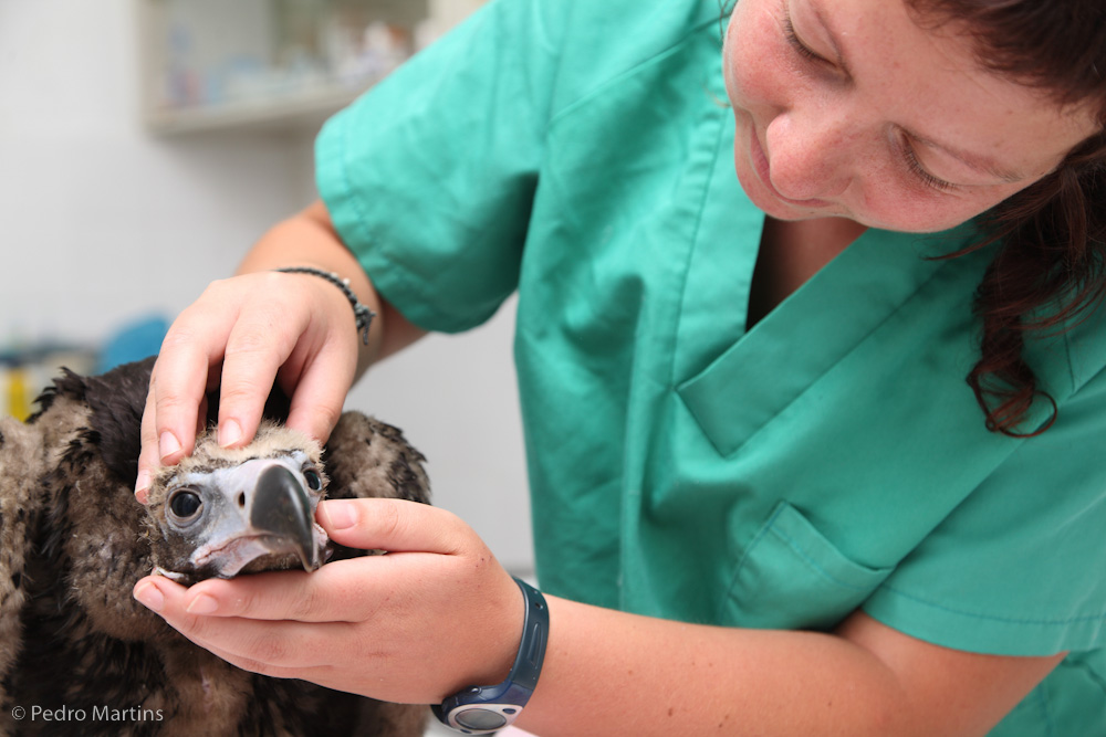 Examen veterinario de uno de los pollos de buitre negro