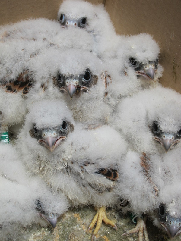 Pollos de cernícalo primilla