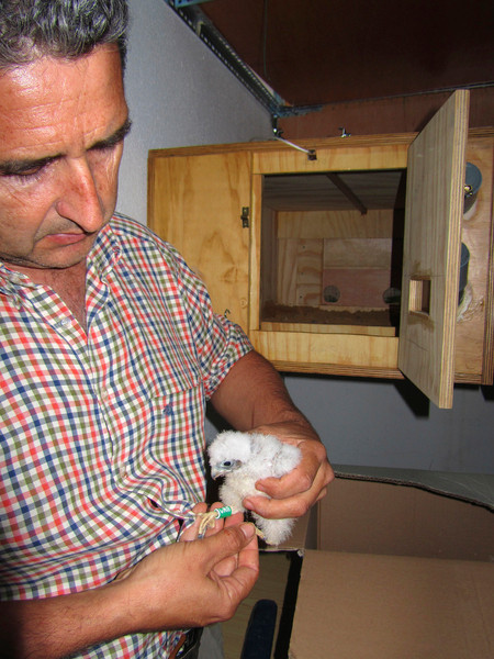 Suelta de los pollos de cernícalo primilla en el hacking