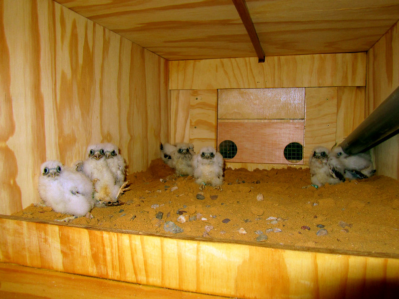 Los pollos de cernícalo primilla en el hacking