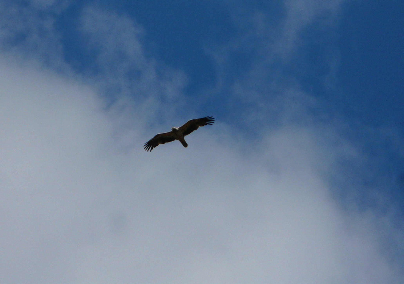 Águila imperial joven, archivo de fotos de GREFA