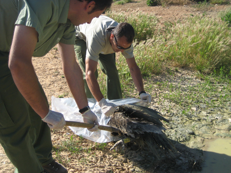 Agentes medioambientales levantando el cadaver de Inici en el bebedero del PAS(punto de Alimentación Suplementaria) de Baels, en Huesca, donde apareció muerto 