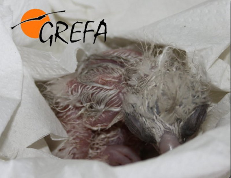 Nace un águila èrdicera en GREFA