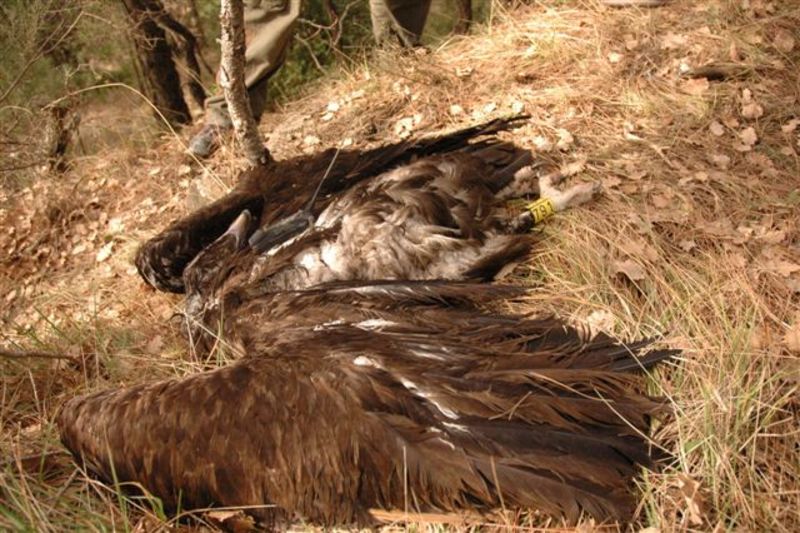 El cadaver de Carreu