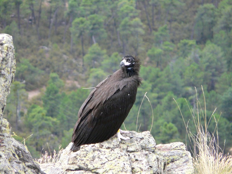 Ejemplar de buitre negro reintroducido en Pirineos