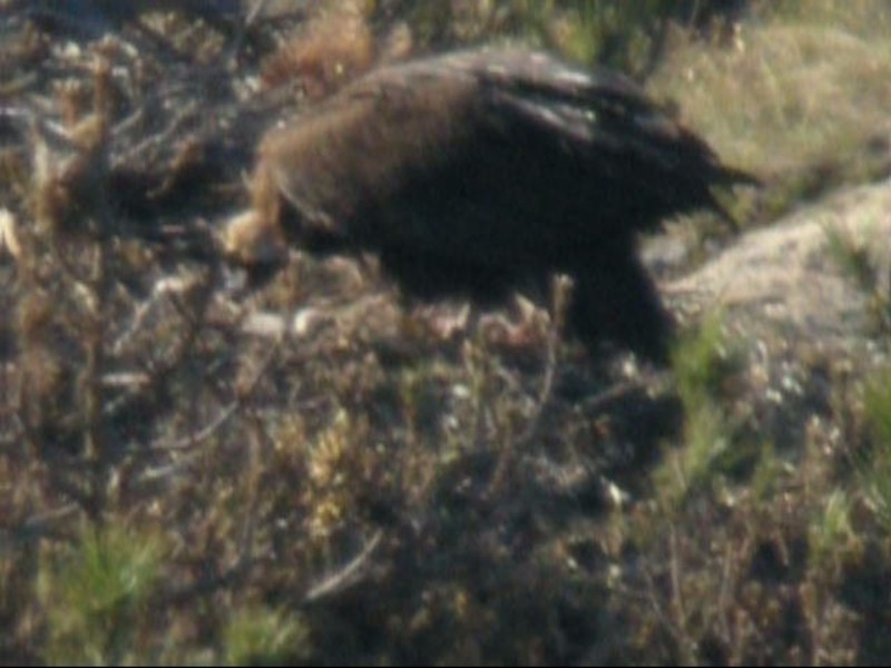 Primeras fotos de pollo de buitre negro tomada con telescopio