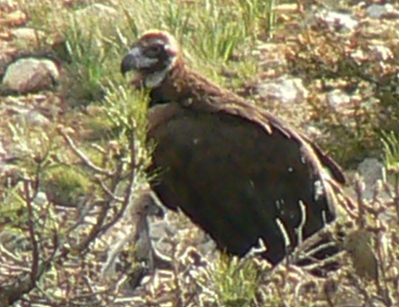 Portell junto a Gala el primer buitre negro nacido en Pirineos en 2010