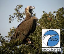 Logo seo-caceres