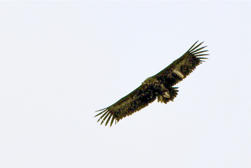 Sirius, del proyecto de Verdon (prealpes franceses) en Catalunya. Foto: Aleix Millet 