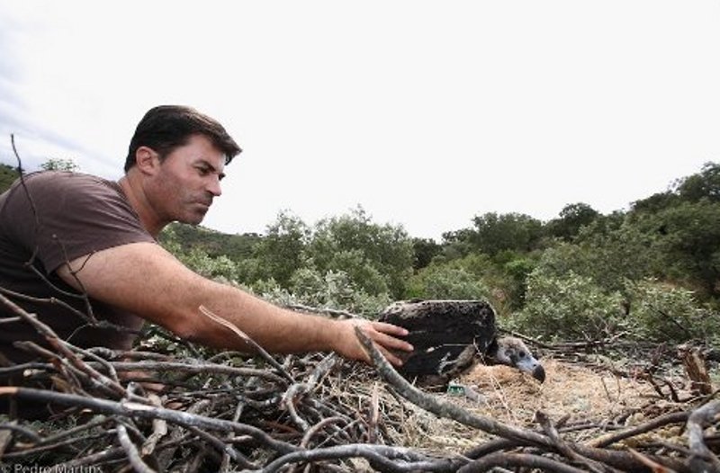 Uno de los pollos de buitre negro nacidos en Portugal sostenido por el técnico portugués Carlos Pacheco (y colaborador con SEO/BirdLife en Cáceres). 