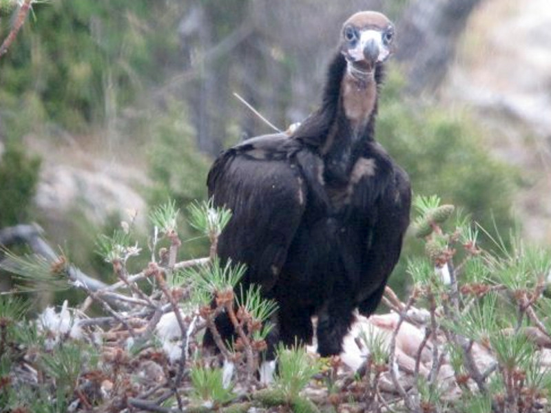 Gala, el primer pollo de buitre negro nacido en el Pirineo en cien años, descansa en su nido con un transmisor adherido a su dorso. 