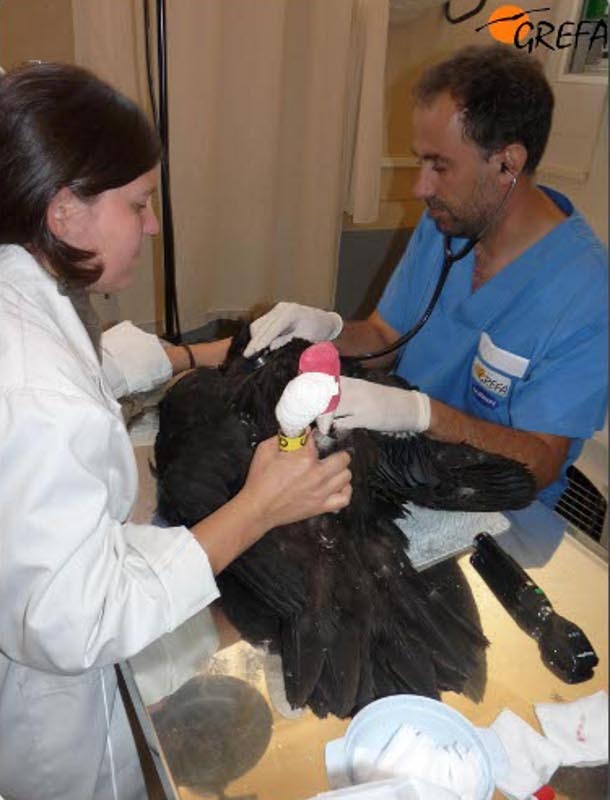 Reconocimiento veterinario de “Obaga”
