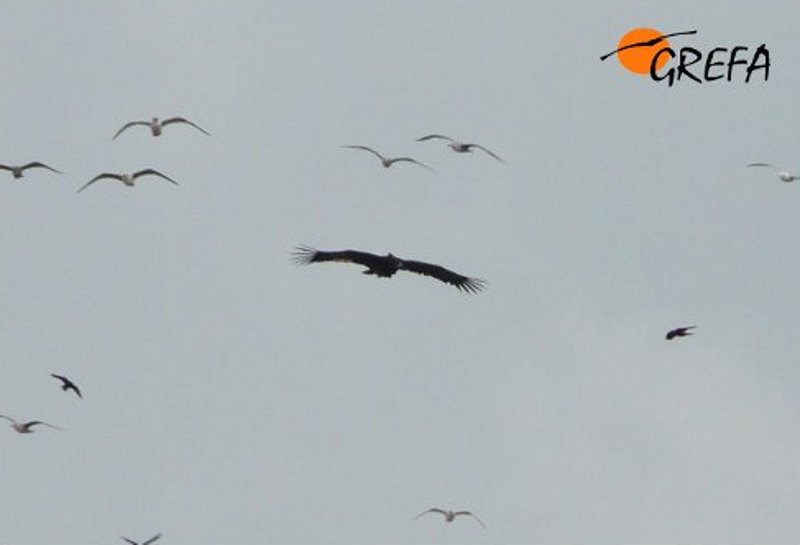 “Obaga” perseguida por gaviotas y grajillas