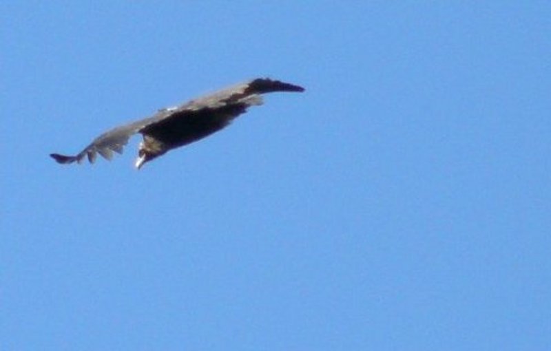 Obaga, buitre negro, en la Serrania de Ronda