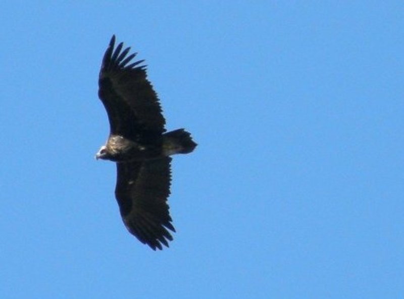 Obaga, buitre negro, en la Serrania de Ronda