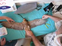 Resultado final del tratamiento 