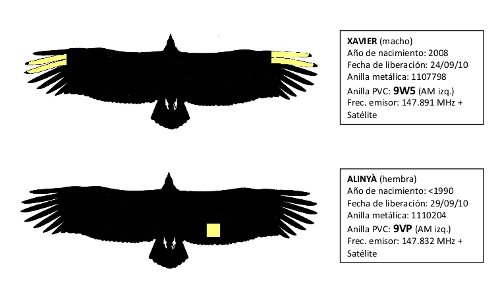 identificacion bboumort10 01