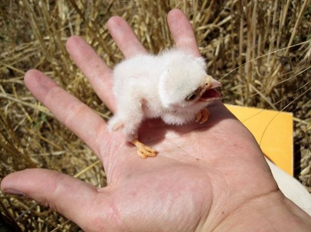 Pollito de cernícalo nacido en las cajas nido del proyecto. Cuando crezca consumira grandes cantidades de topillos. 