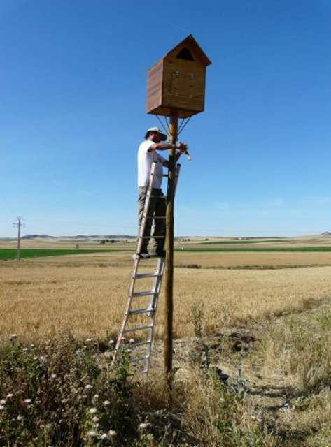 Instalando un "chalet" para lechuzas