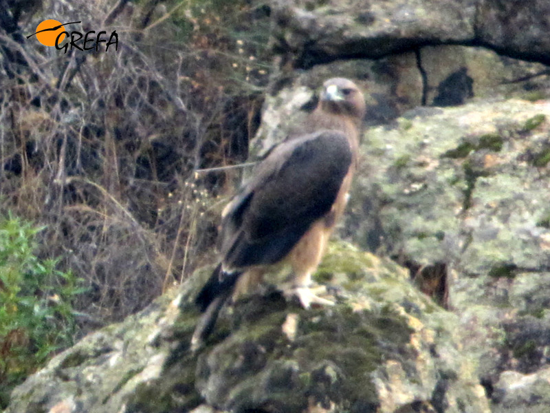 Graná, águila perdicera, esperando antes de su migración al sur 