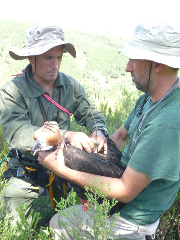 Técnico de Medio Ambiente y veterinario de GREFA colocando el Emisor satélite-GPS.