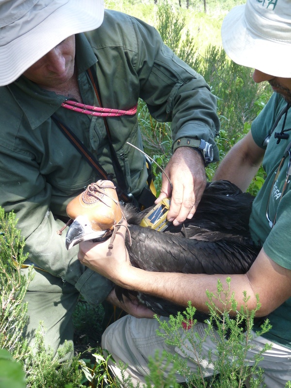 Técnico de Medio Ambiente y veterinario de GREFA colocando el Emisor satélite-GPS.