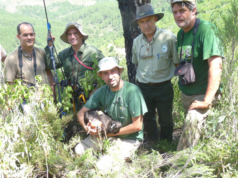 Técnicos de la Junta de Extremadura, GREFA y el MMA, una vez colocado el emisor y antes de subir el pollo de buitre negro al nido.