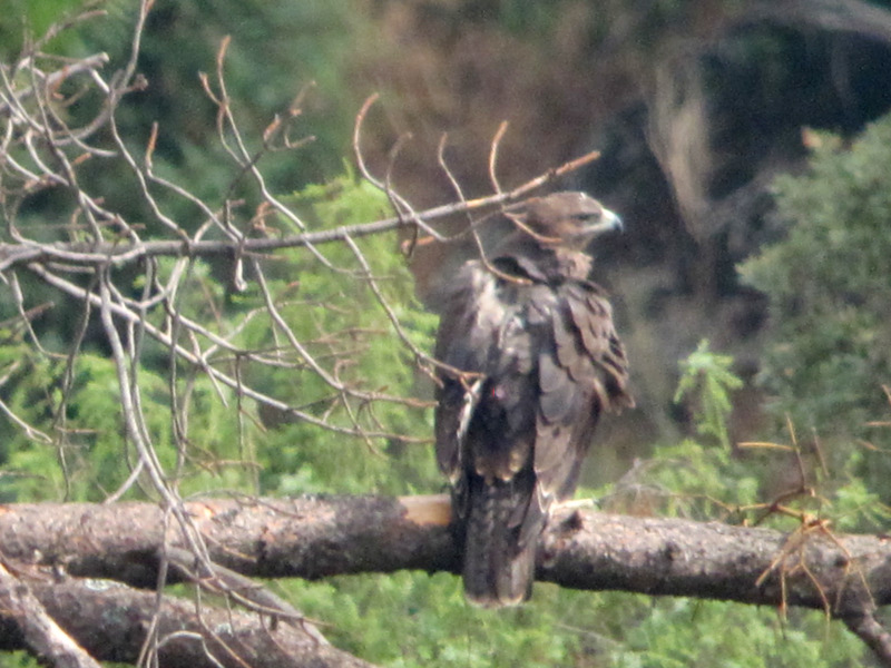 Águila perdicera