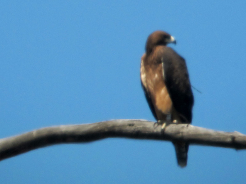 Graná, la joven águila perdicera descansando