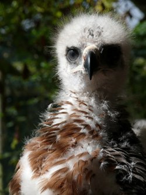 Jeune aigle de Bonelli