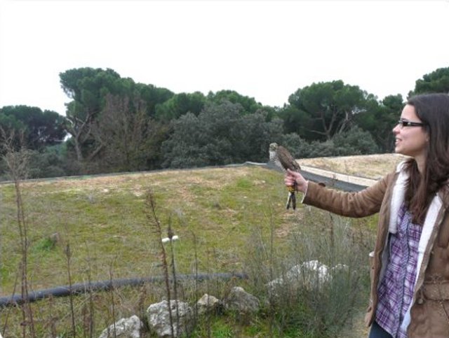 Liberación de un gavilán