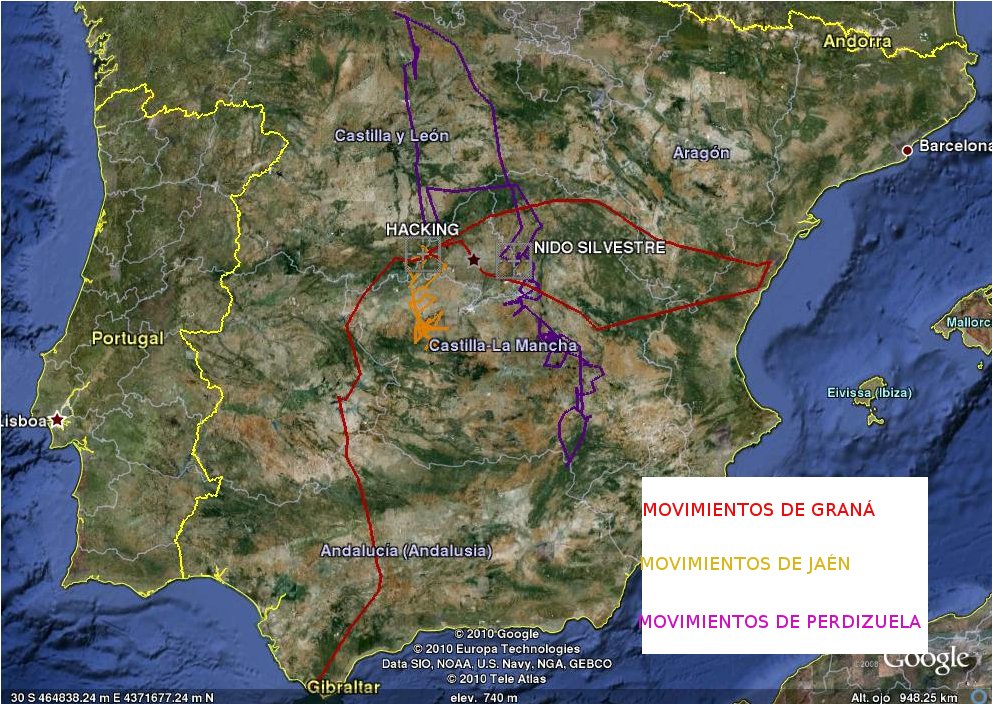 Movimientos de Graná, Jaén y Perdizuela, águilas perdiceras