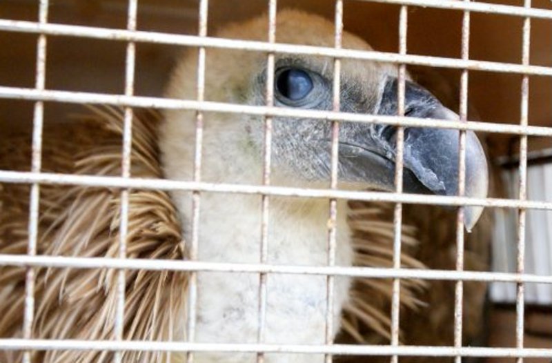 Grefa envía 20 buitres leonados a Calabria