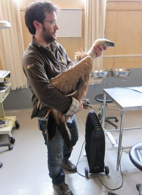 Reconocimiento veterinario de los buitres leonados