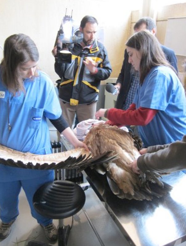 Reconocimiento veterinario de los buitres leonados