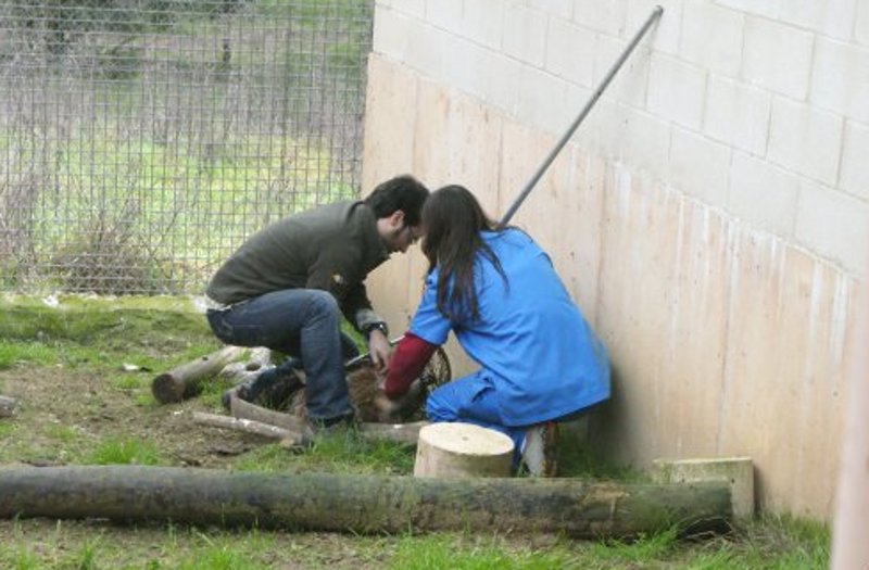 Capturando a un buitre leonado en su instalación