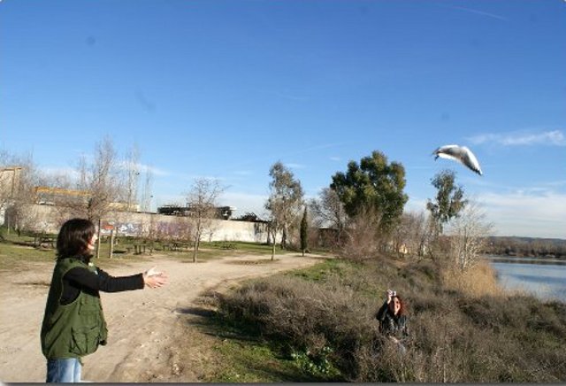 Liberación de una gaviota reidora