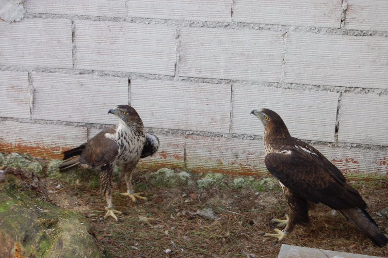La pareja 16, águila perdicera, que por tercer año consecutivo se está reproduciendo en nuestras instalaciones. 
