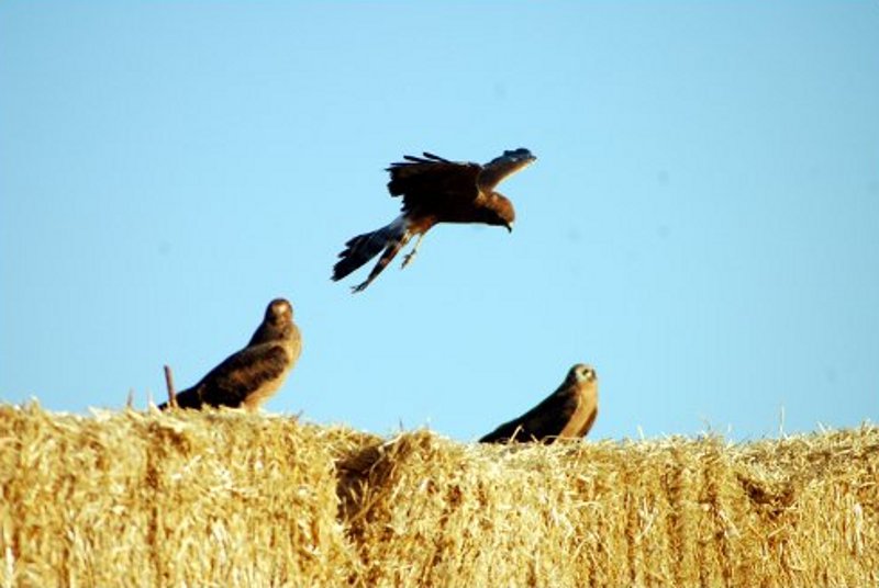 Los pollos ya volando acudiendo a comer al hacking durante el periodo de dependencia 