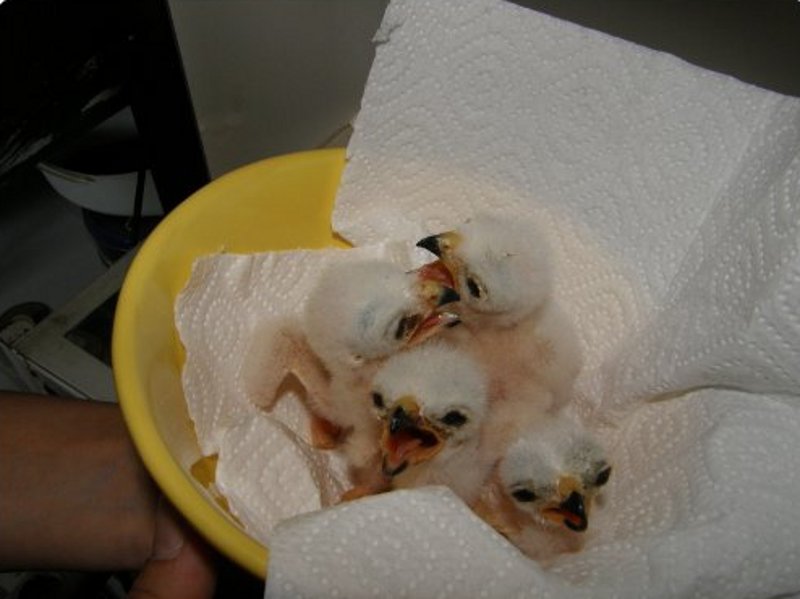 Pollos de aguilucho nacidos en GREFA