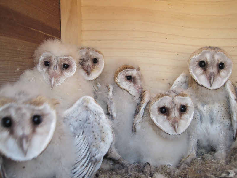 Pollos de lechuza común liberados mediante la crianza campestre